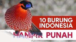 10 Jenis Burung Khas Indonesia yang Hampir Punah