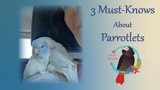 3 IMPORTANT Things You Should Know About Parrotlets #Parrot_Bliss #parrotlet