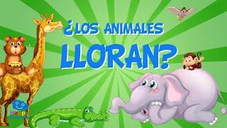 ¿Los animales lloran? | Vídeos educativos para niños.