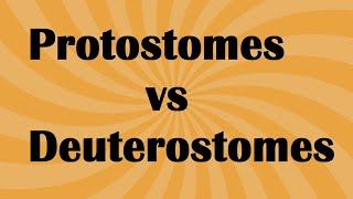 Biology Protostomes vs Deuterostome