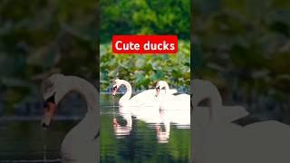 Cute Ducks #duck #cute #whistlingduck #animals #birds #duckquack #komedi #funny #viralshort #shorts