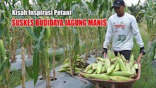 HASILKAN CUAN DENGAN MUDAH BUDIDAYA JAGUNG MANIS