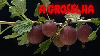 Gooseberry - The wronged fruit in Brazil - Have you "spoken gooseberry" today?