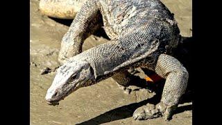 Monitor Lizard Narrow Escape