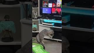 My cats addicted to Xbox #gaming