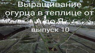 Выращивание огурцов в теплице от А до Я. Выпуск 10 #Выращивание #землядел #subscribe