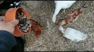 Jarr worms, funny chickens eating jarr worms, hungry  chickens, chickens food part #1