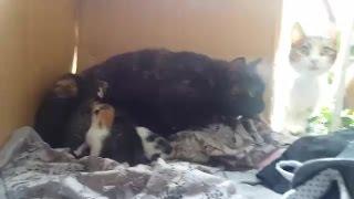 Mom cat protects her kittens from other cat