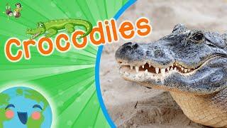 Crocodiles - Animals for Kids (Educational Video for Kids)
