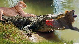 You see, the lion made a big mistake by attacking the crocodile‌ : she paid the price