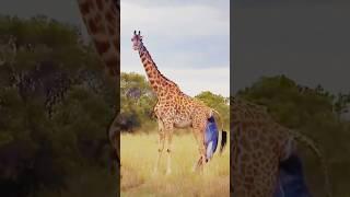 Giraffe   New Born Baby   ,short, yt shorts #shorts #ytshort