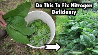 7 Ways To Fix Nitrogen Deficiency In Your Garden