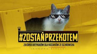 #ZostańPrzekotem i pomóż kociakom ze schroniska!