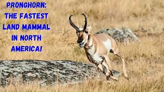 Pronghorns: The Fastest Land Mammal in North America!