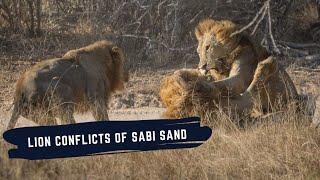 KAMBULAS VS RED ROAD - GIJIMAS VS NKHULUS - PLAINS CAMP VS EVERYONE - LION CONFLICTS IN SABI SAND