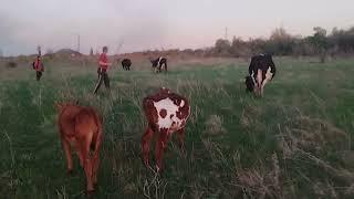 Коровки  устроили побег