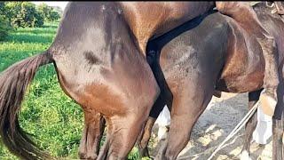 OMG Best Horse  breeding video 2024"Horse amazing and interesting  video/ Brilliant Horse video