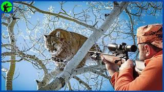 How Do America's Top Hunters Hunt Thousands Of Mountain Lions? | Farming Documentary