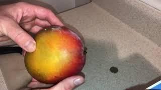 Franchelle Mango Taste Test