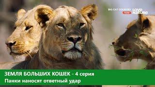 Земля больших кошек. 4-серия. Панки наносят ответный удар