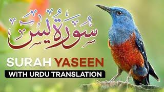 Surah Yasin( Yaseen) withUrduTranslation | Quran Tilawat Beautiful Voice | urduTarjuma#surahyasin