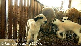 Znanje imanje: U zajednici je lepše i bolje