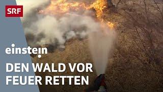 Gefahr Waldbrand: Wie die Feuerwehr im Tessin unseren Wald rettet | Klima | Einstein | SRF