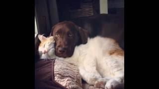 Cat Begs Labrador For Kisses