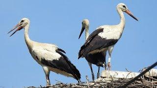 Nikon P900 - 83x Optical zoom sample video 1080p 60fps  (Čigoć - Stork Village)