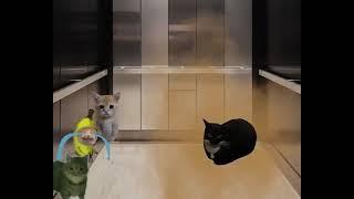 El Gato Banana  con sus amigos van a un elevador