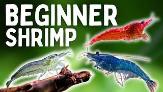 My Top 7 Aquarium Shrimp For BEGINNERS! Best Beginner Shrimp