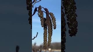 Рясно квітне вільха (Alnus) на початку весни #nature #ліс #вільха  #дерева