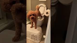 Potty Training with Miniature Poodle 