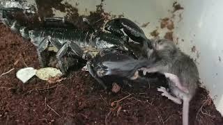 Black Scorpion kill the mouse ネズミを捕食するチャグロサソリ 林神异蝎捕食老鼠