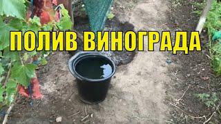 Полив винограда. Меняю тактику.