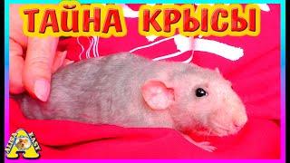 Тайна Крысы Плюши / Спасение крысы / Alisa Easy Pets