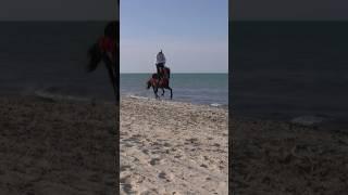 Naik kuda pantai #kudacantik #videoshorts #feedshorts #trandingshorts