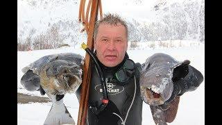 РЫБАЛКА И ПОДВОДНАЯ ОХОТА В НОРВЕГИИ.Wild Fishing Norway