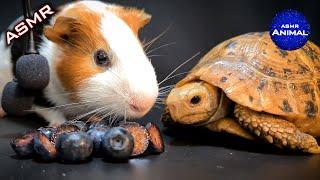 TORTOISE & GUINEA PIG 🫐 ASMR EATING BLUEBERRY  Turtle Tortoise 84