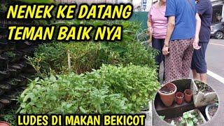 SAYURAN DI BELAKANG RUMAH MAJ1KAN LUDES ‼️ TIBA² NENEK KEDATANGAN TEMAN BAIKNYA