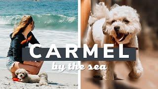 PEPPER IS HAPPY!  Dog-Friendly Travel Destination: Carmel, California