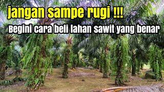 4 Tips sebelum membeli kebun sawit milik orang lain