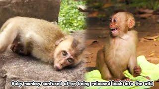 The monkey was released into the wild and became scared.Monkey Life in the Forest. Monkey Daily Life