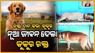 କୁକୁର ର-କ୍ତରେ ଜୀ-ବ-ନ ପାଇଲା, ଲୋକେ ହେଲେ ଆଶ୍ଚର୍ଯ୍ୟ || DOG STORY || @A1odia