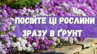 ПОСІЙТЕ ЦІ РОСЛИНИ ЗРАЗУ У ВІДКРИТИЙ ҐРУНТ