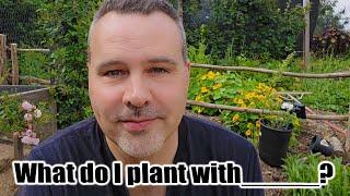 Companion Planting the Vegetable Garden & Tomato Challenge Update