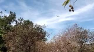 Space shuttle Endeavour flies over ArtCenter College of Design