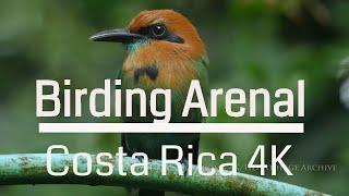 Birding Arenal Volcano National Park / Costa Rica 4K