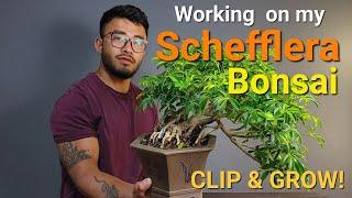 Let's work on Schefflera Bonsai. Dwarf Umbrella tree. #bonsai #tropicalplants