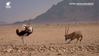 Satwa Liar di Afrika Barat (Documentary) - National Geographic